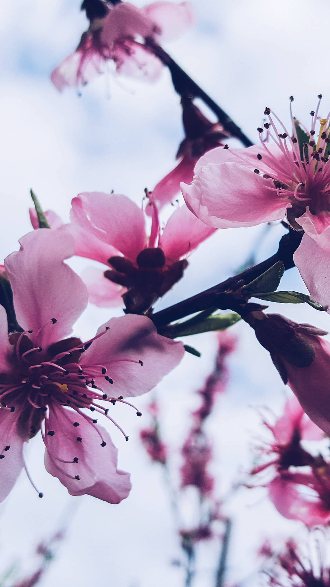 Njutav Skönheten I Säsongen Med Denna Vackra Iphone-bakgrund Med Vårens Blommor. Wallpaper