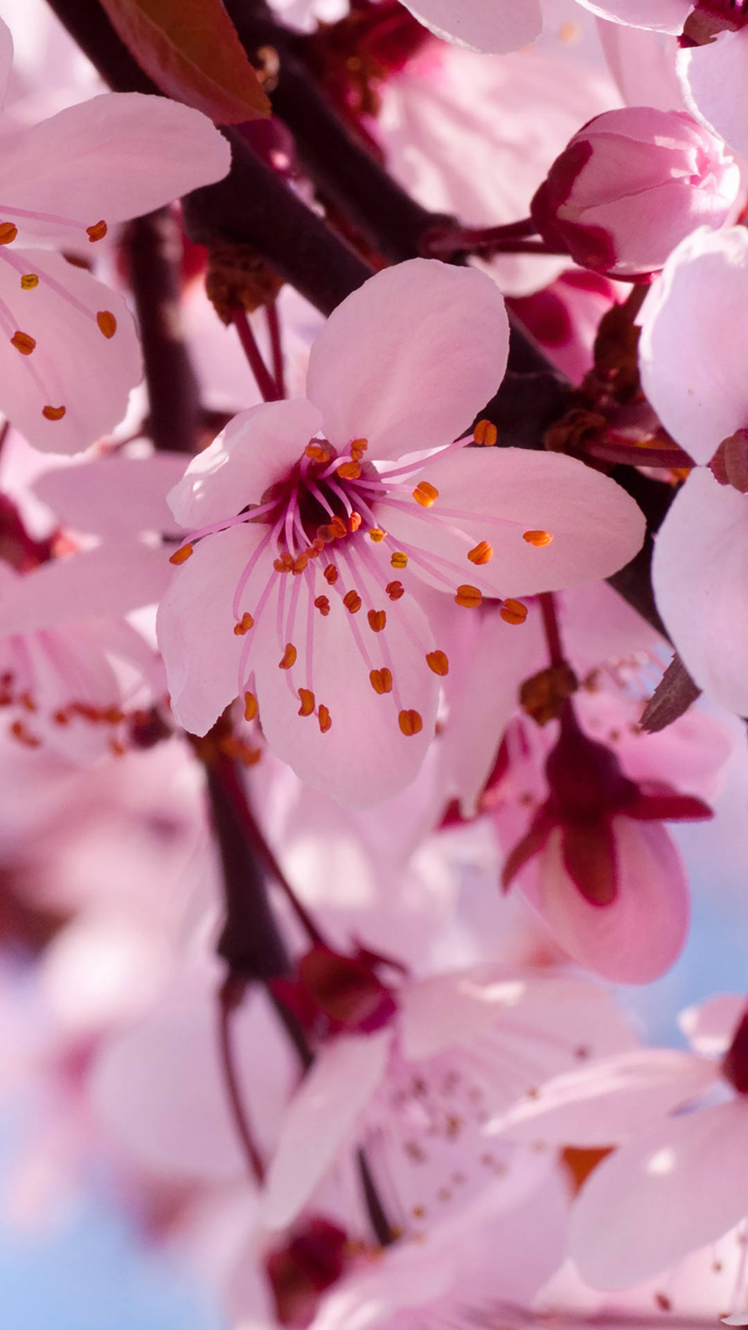 Adorn Your Phone Screen with the Beauty of Spring Wallpaper