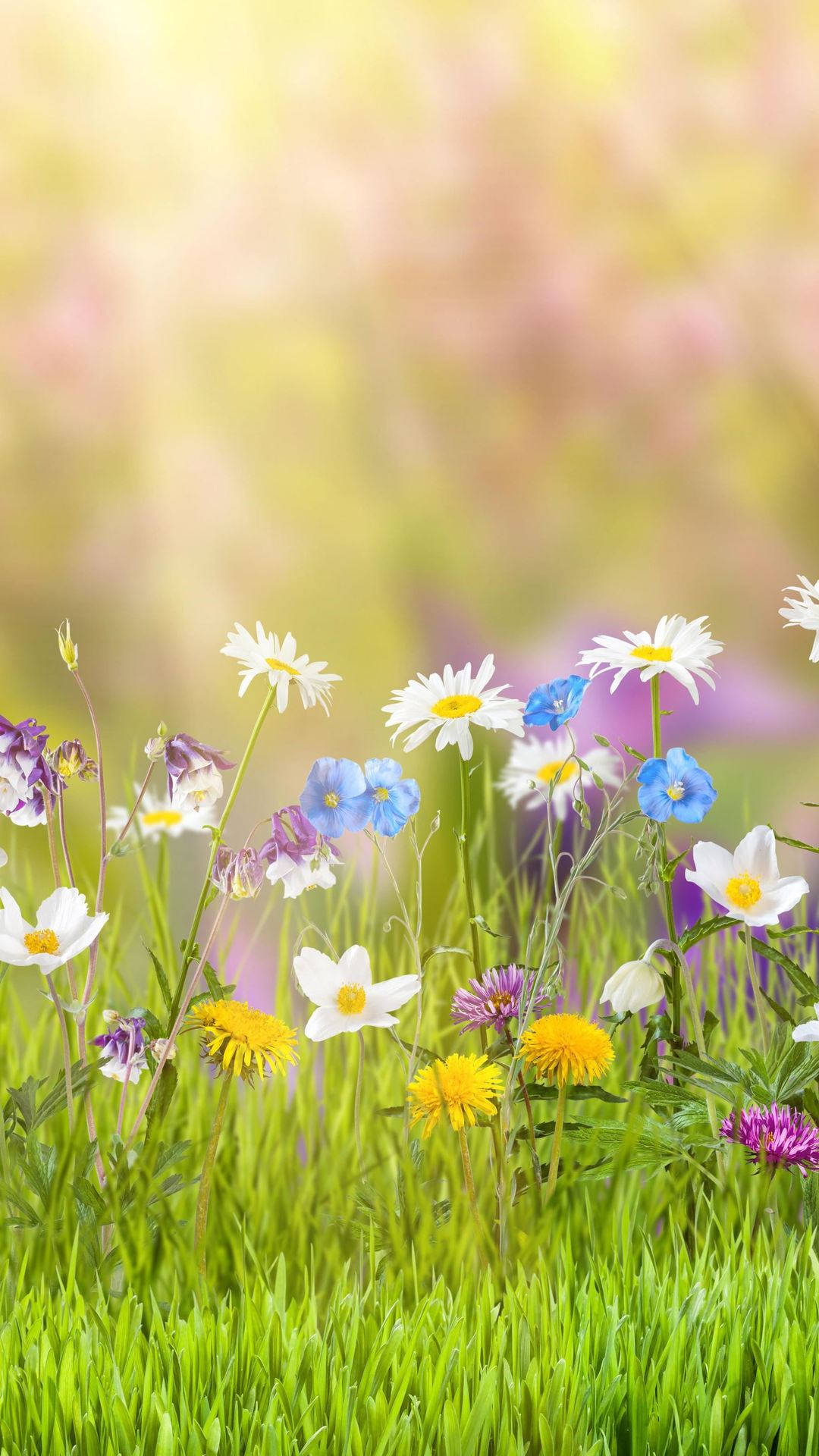 Spring Flower Sunlight Iphone Wallpaper