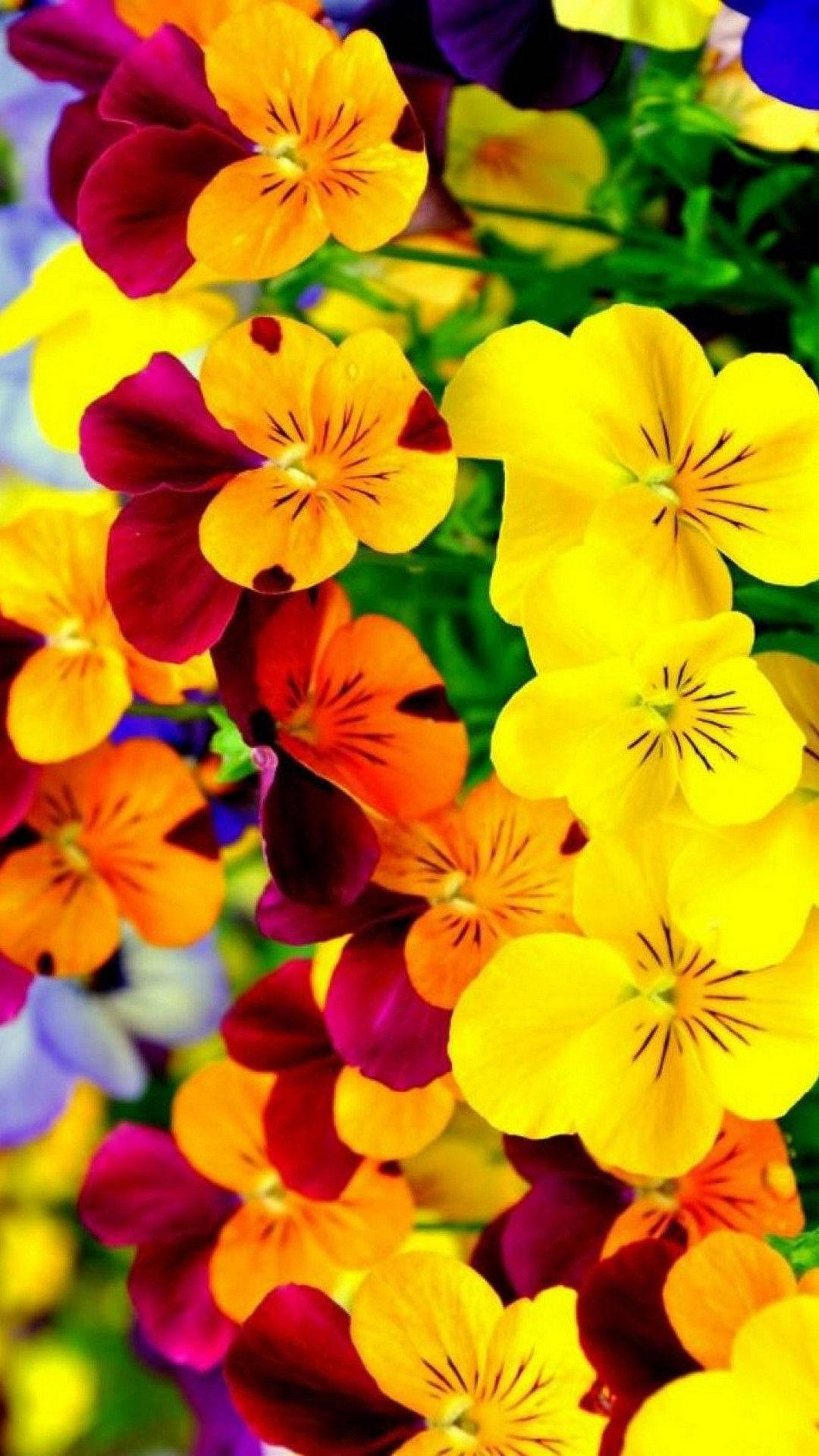 Spring Flower Pansy Iphone Wallpaper