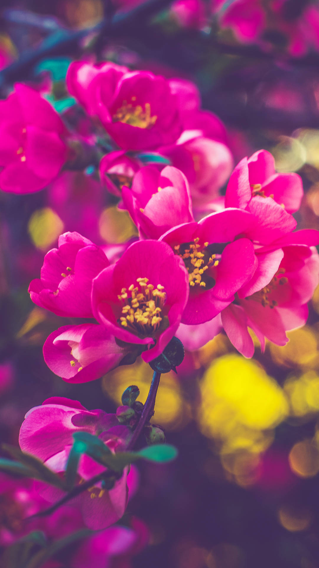 Pink Flowers On A Branch With Blurred Background Wallpaper