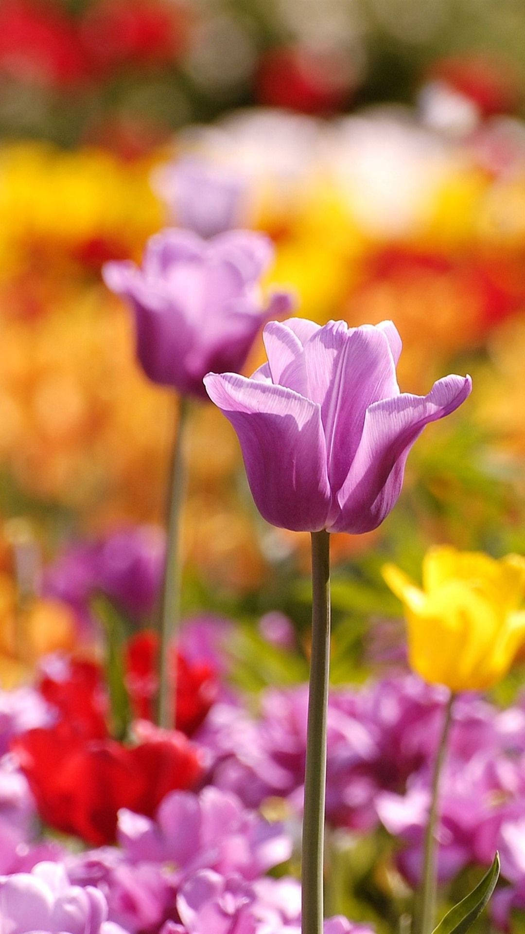 a group of colorful tulips in a garden Wallpaper