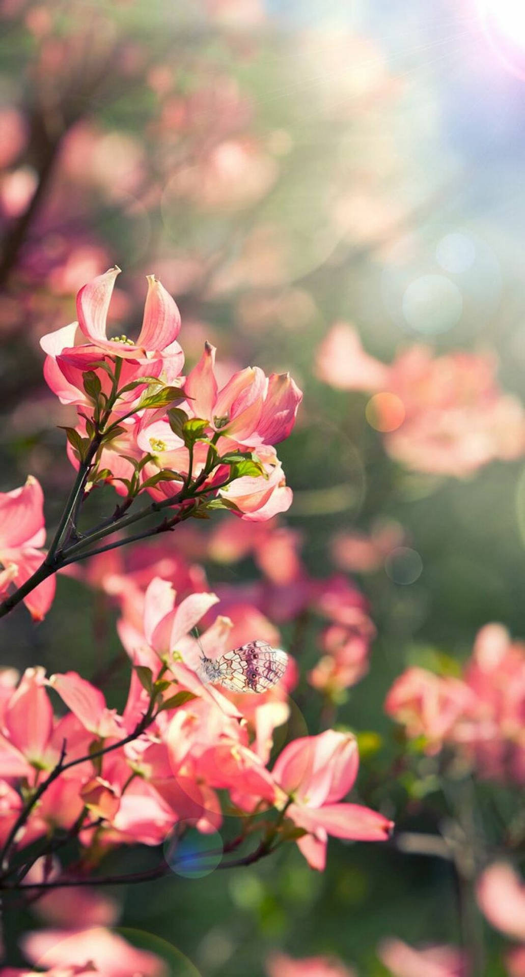Tamed Vårens Energi Med Denna Vackra Iphone-väggpapper Med Blommor! Wallpaper