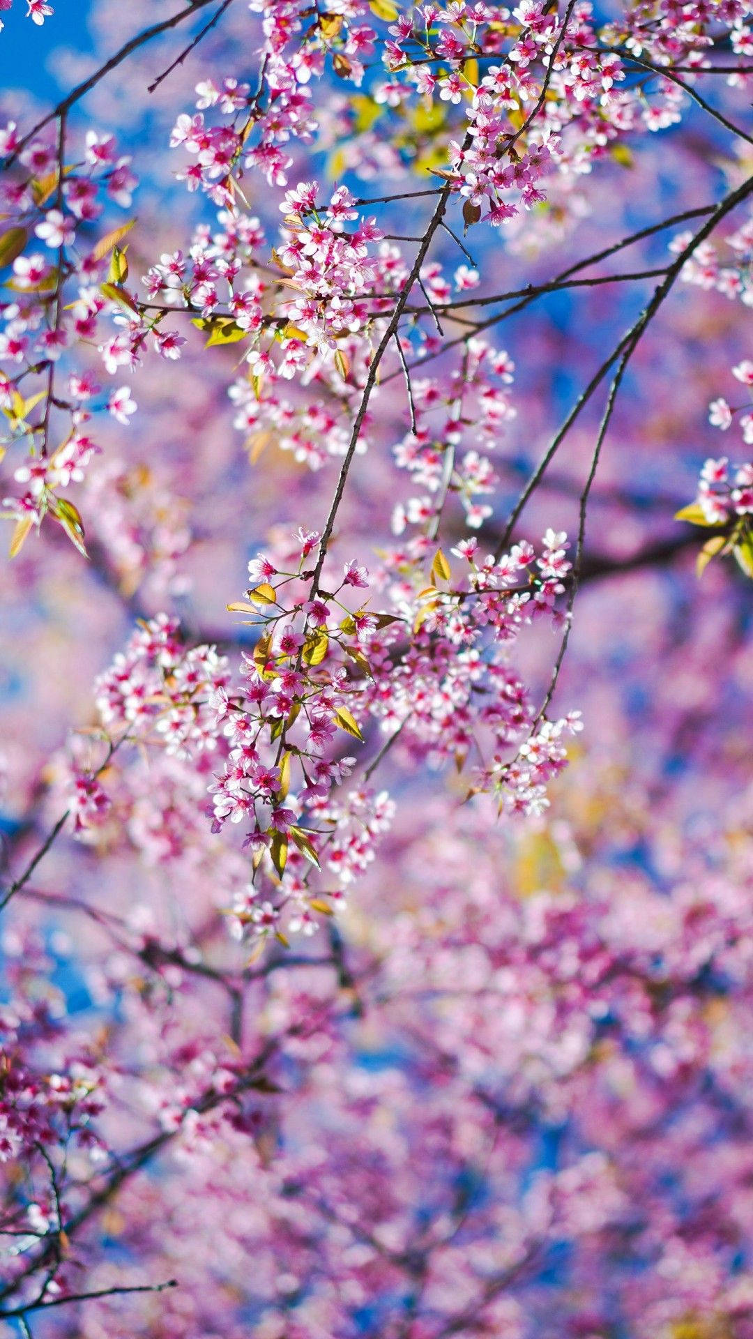 Njutav Vårens Skönhet Med Denna Fantastiska Vårblomma Iphone-bakgrundsbild. Wallpaper