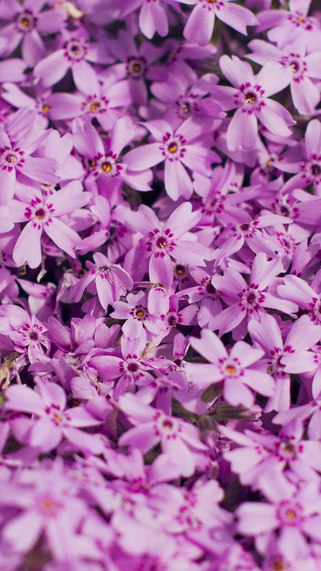 Frühlingsblumenmoos Phlox Iphone Wallpaper