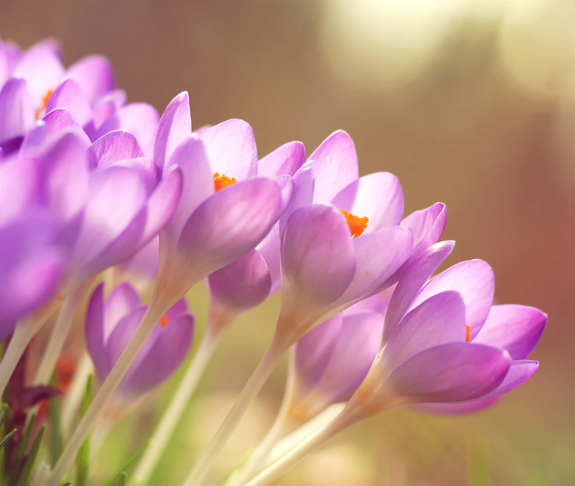 Beautiful spring flowers forming a colorful natural background