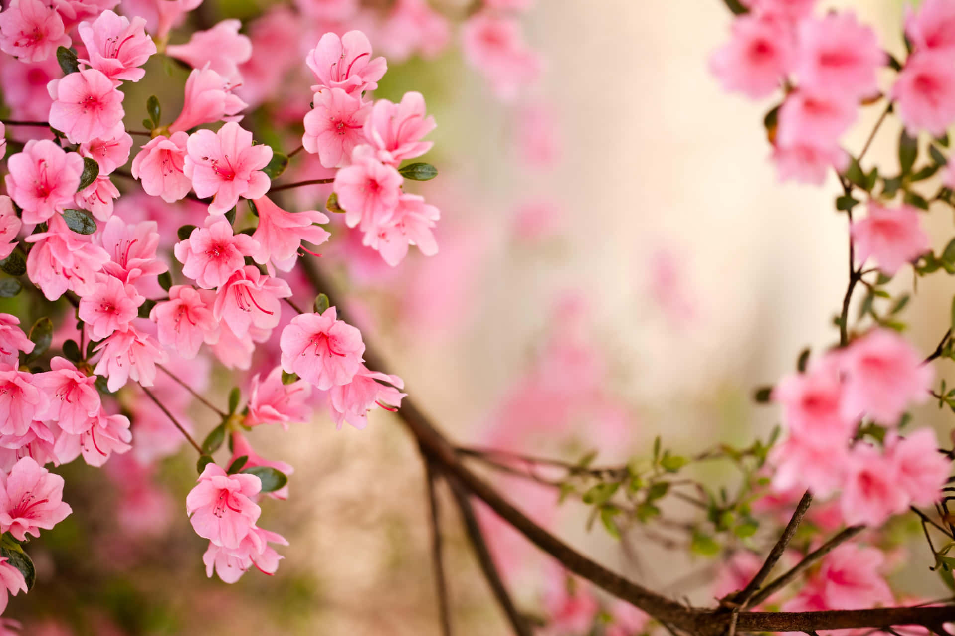 Beautiful Spring Flowers Blooming on Vibrant Background