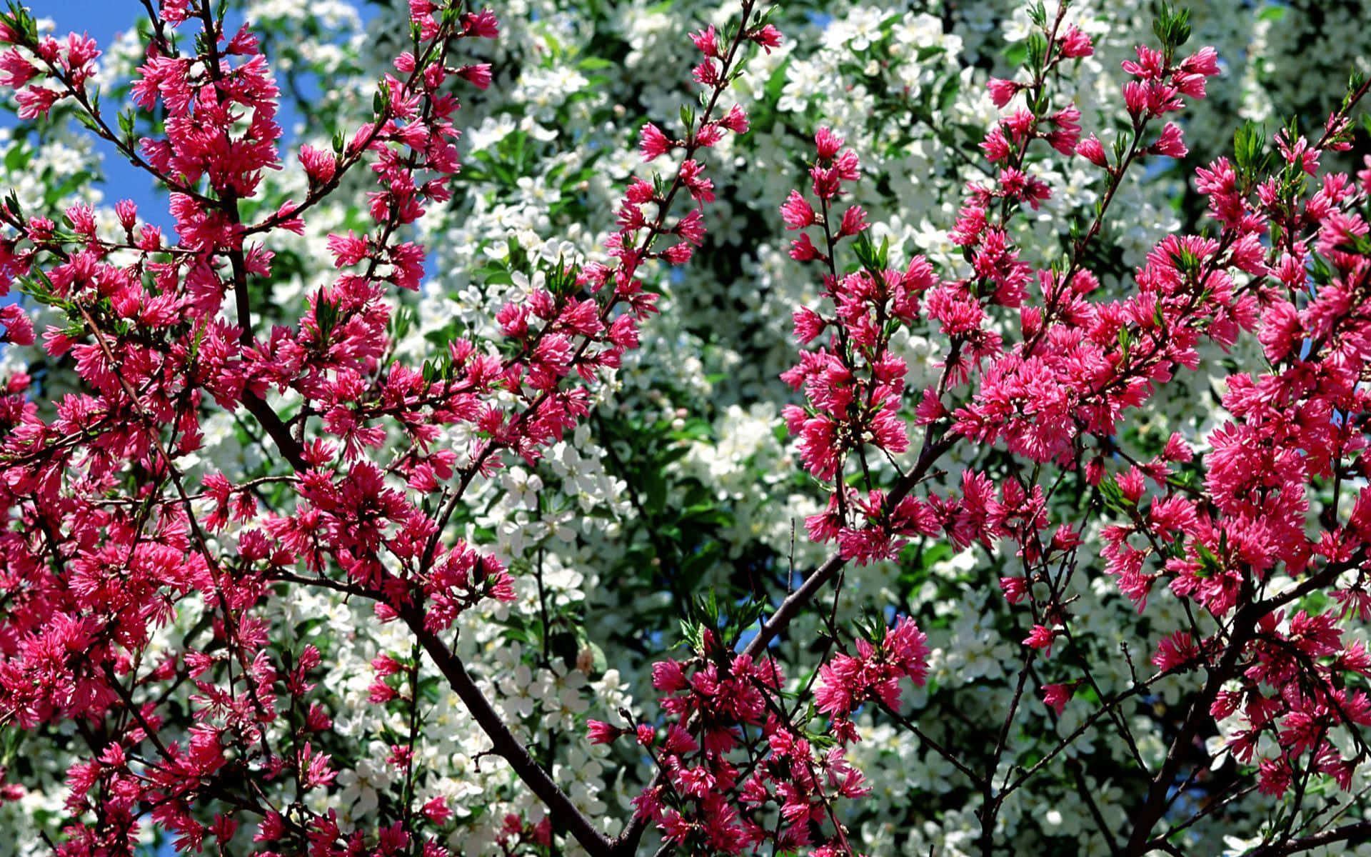 Tulipanirosa Brillante E Gialli E Margherite In Una Calda Giornata Di Primavera. Sfondo