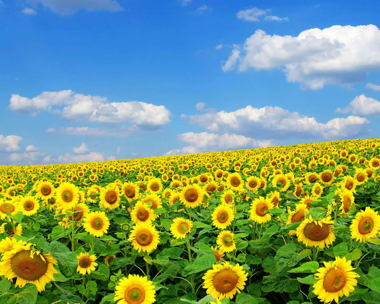 Frühlingsblumendesktop: Sonnenblumenfeld Wallpaper