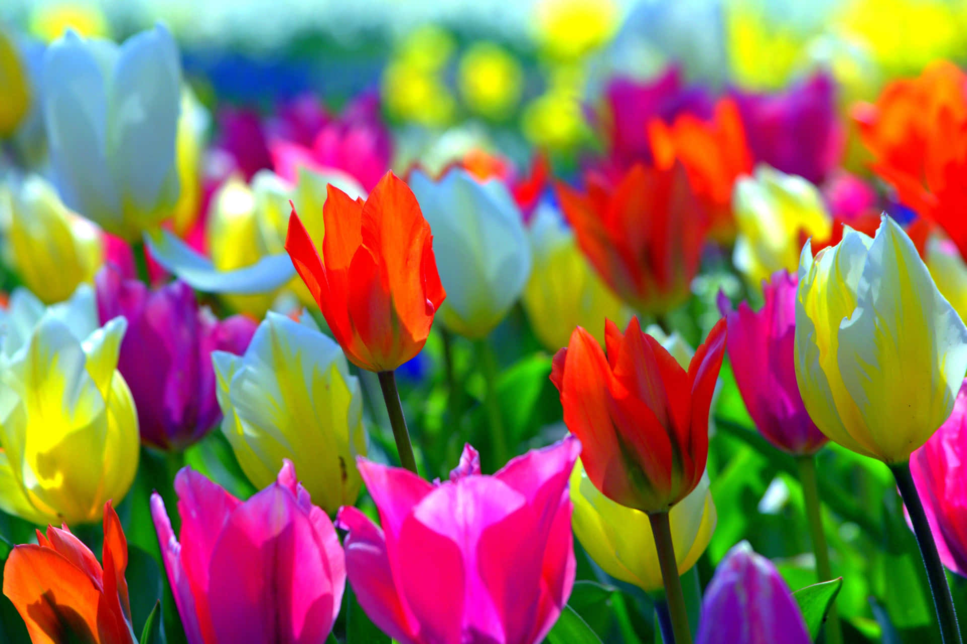 Frühlingsblumenfür Den Desktop - Bunte Tulpen Wallpaper