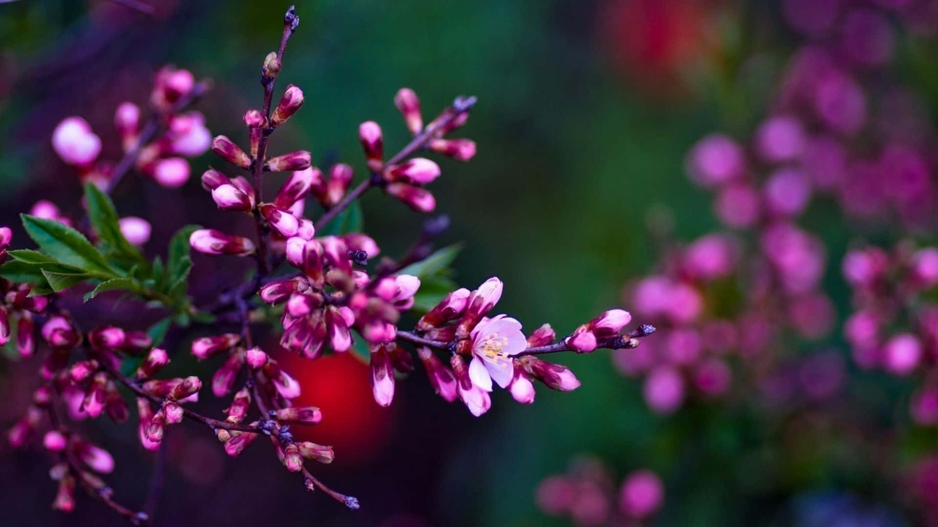 Unavariedad De Flores De Primavera. Fondo de pantalla