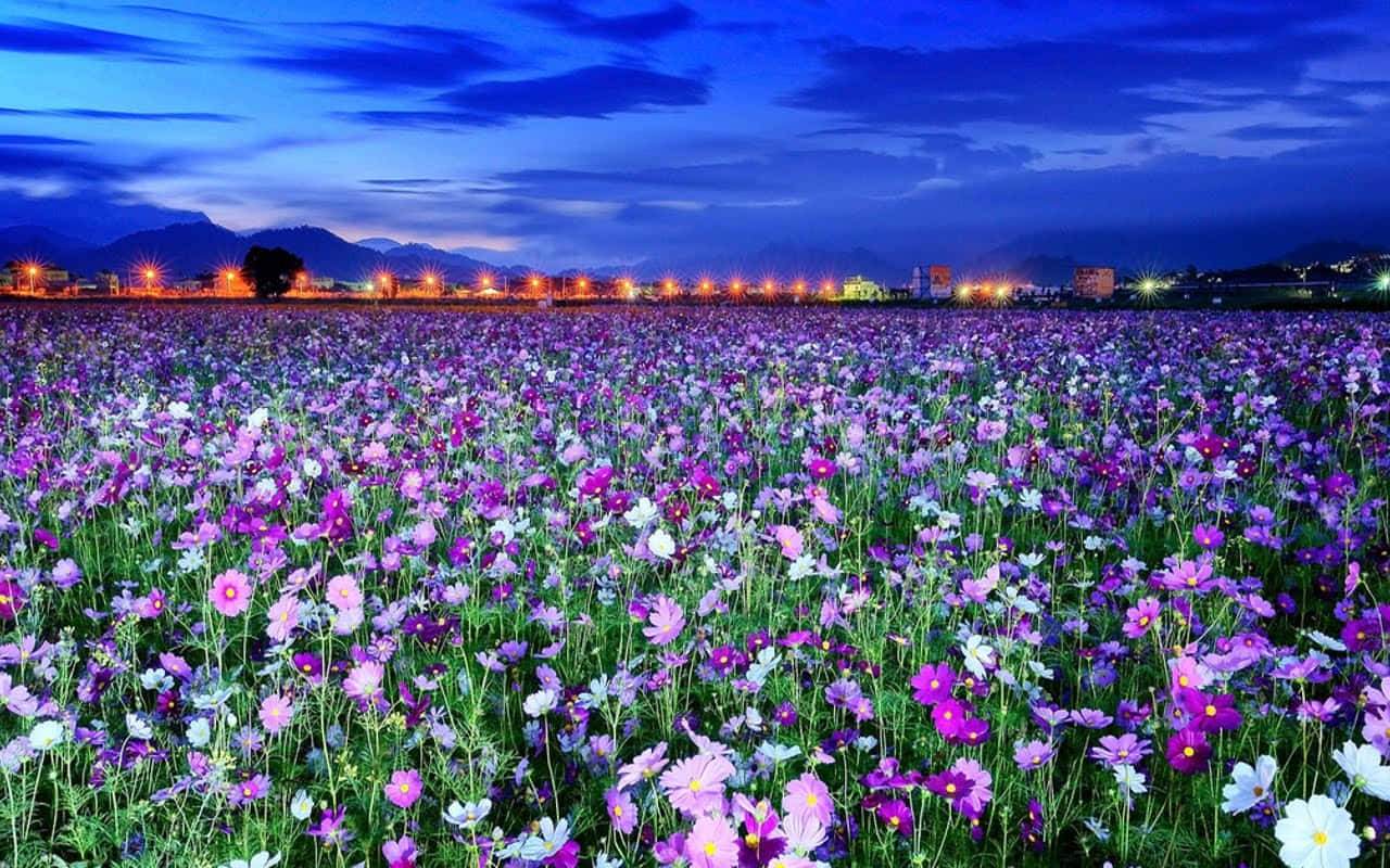 Spring Flowers Desktop Meadow Purple Wallpaper