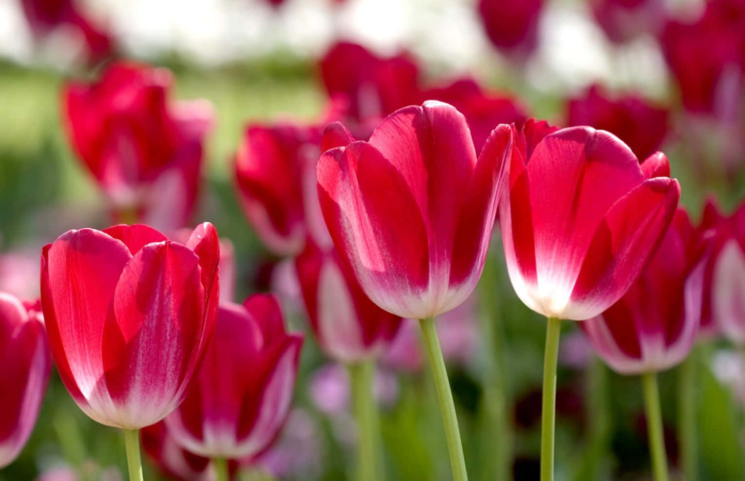"A Vibrant Display of Fresh Spring Flowers" Wallpaper