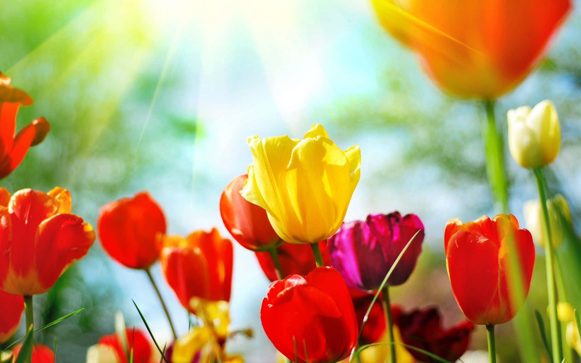 Njutav Skönheten Från Vårens Blommor På Din Skrivbordbakgrund. Wallpaper