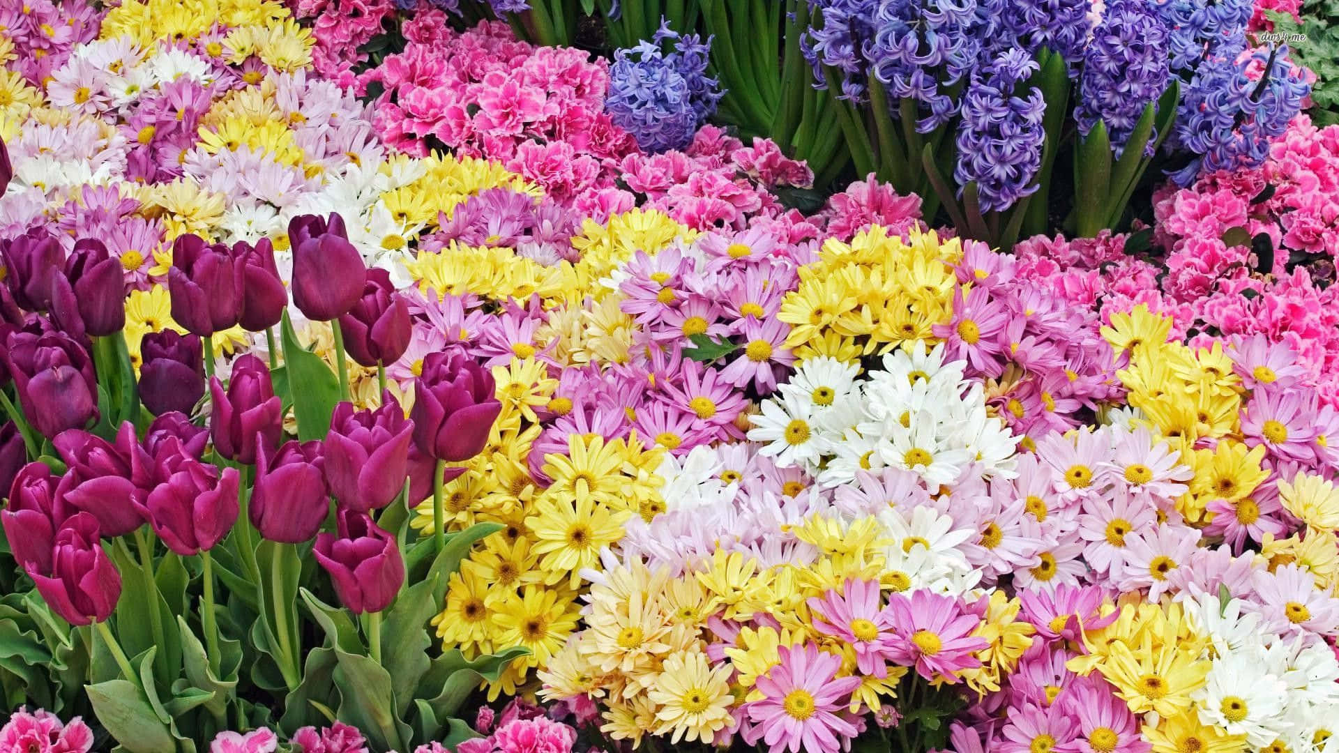 → Foråret bringer farverige blomster til at fylde din skrivebord Wallpaper