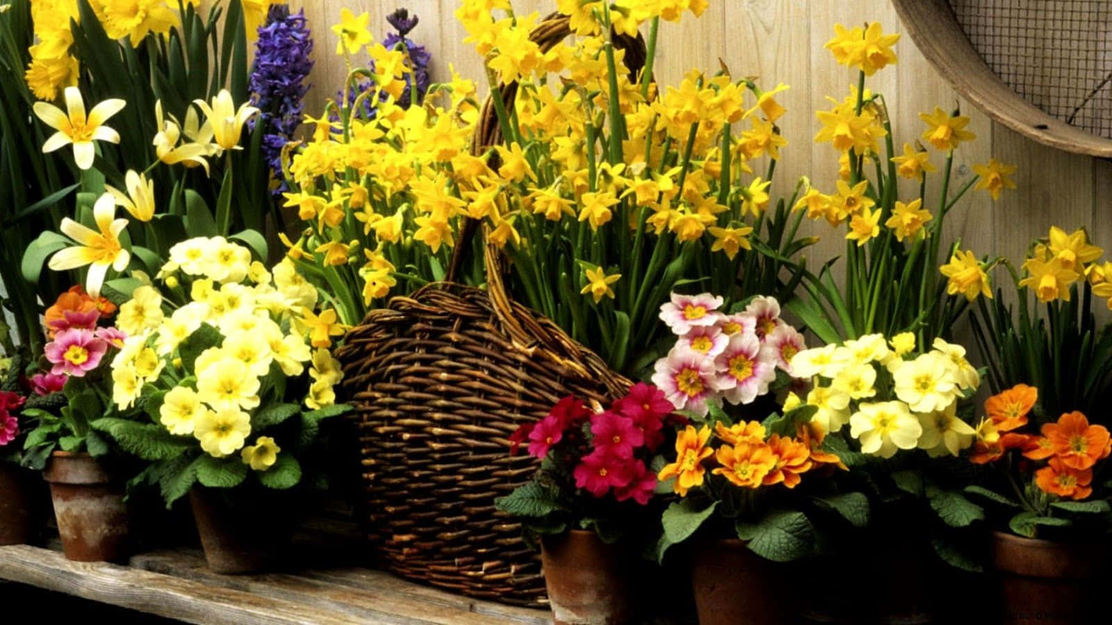 Painéisde Fundo De Primavera Com Flores Em Vasos Para Computador Papel de Parede