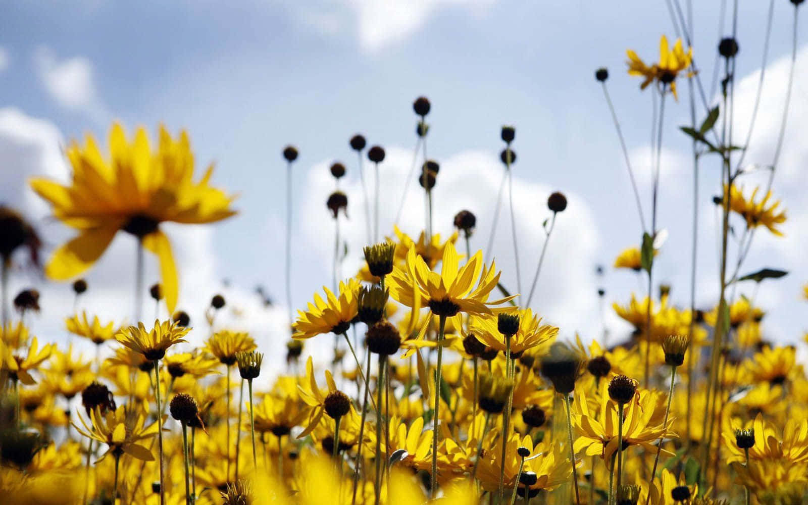 Uncampo De Flores Amarillas Con Un Cielo Azul Fondo de pantalla