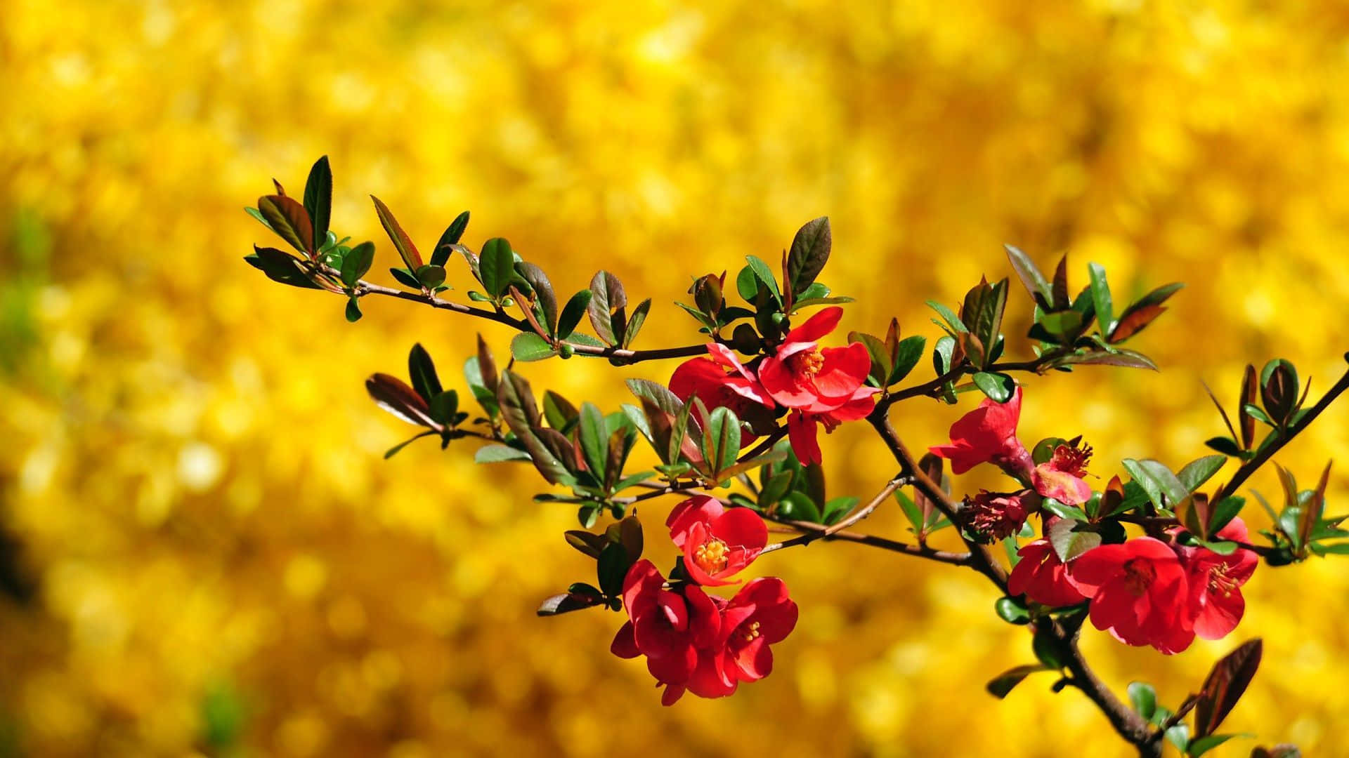 Lys og farverigt felt af vilde forårsblomster. Wallpaper