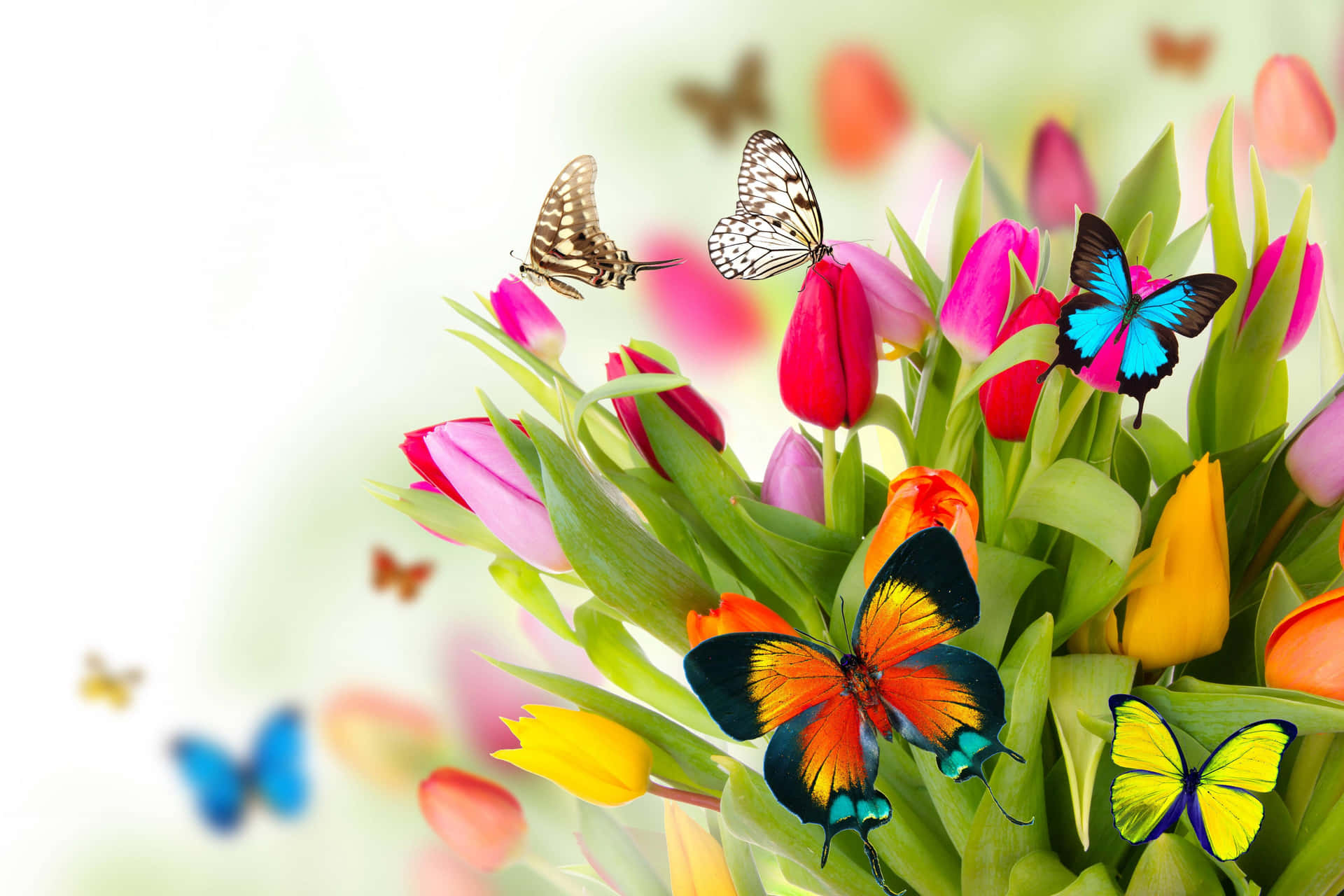 Frühlingsblumenfür Den Desktop Mit Schmetterlingen. Wallpaper