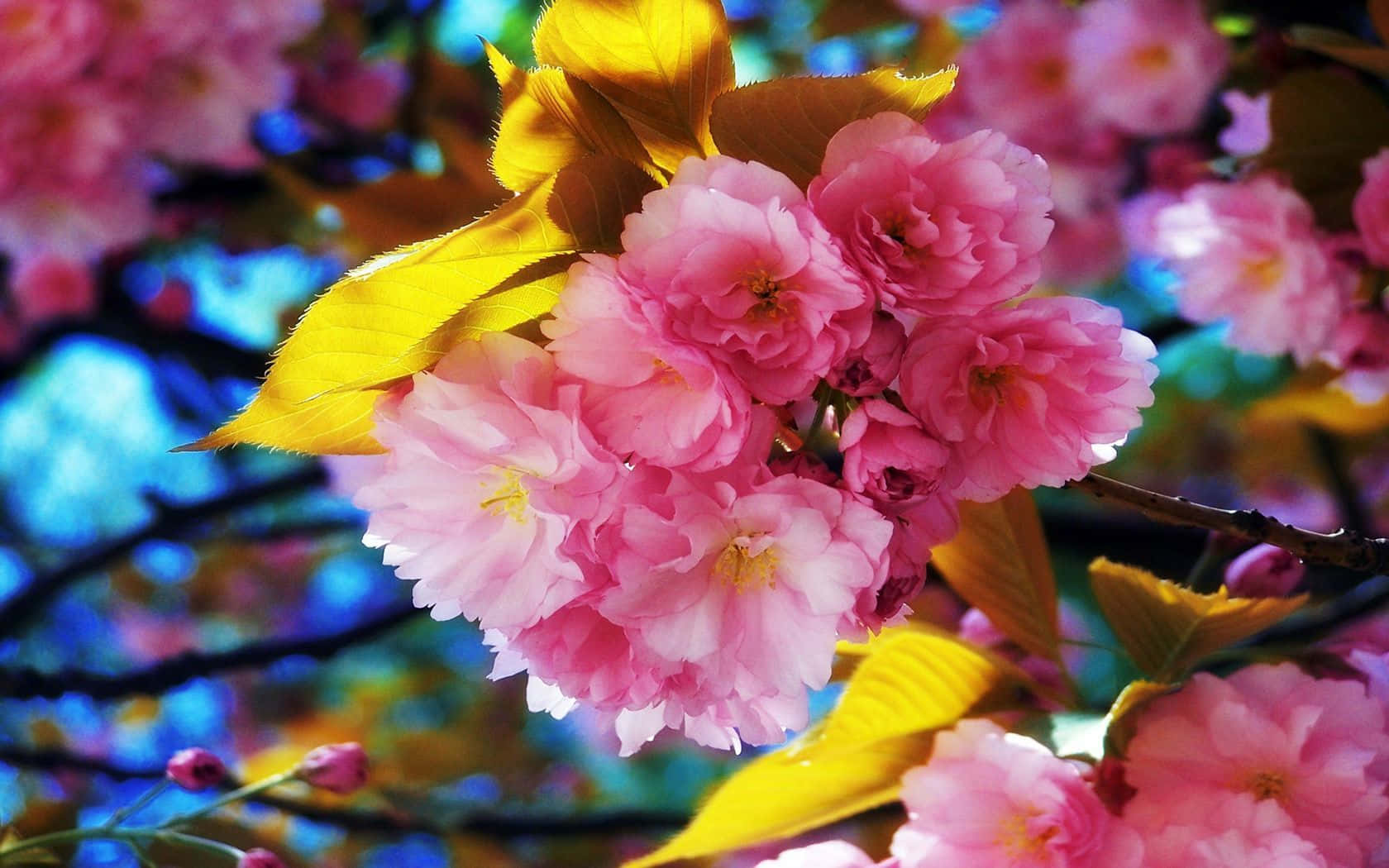 Florescoloridas De Primavera En Flor Fondo de pantalla