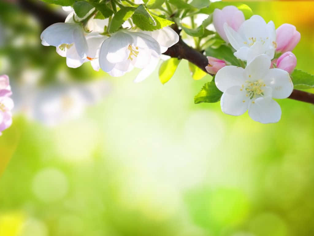 Blühendefrühlingsblume Wallpaper