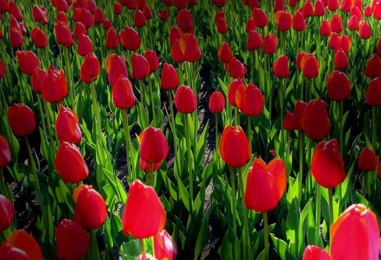Disfrutala Belleza Colorida De Un Jardín De Flores Primaverales Fondo de pantalla