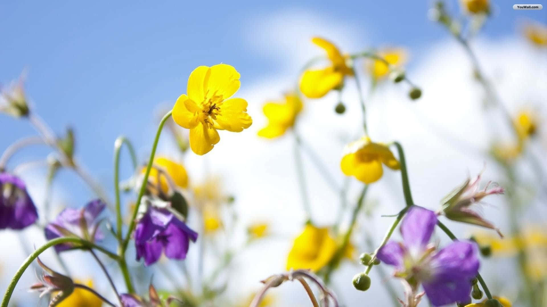 Genießedie Schönheit Der Natur Mit Einem Frühlingsblumen-desktop Wallpaper