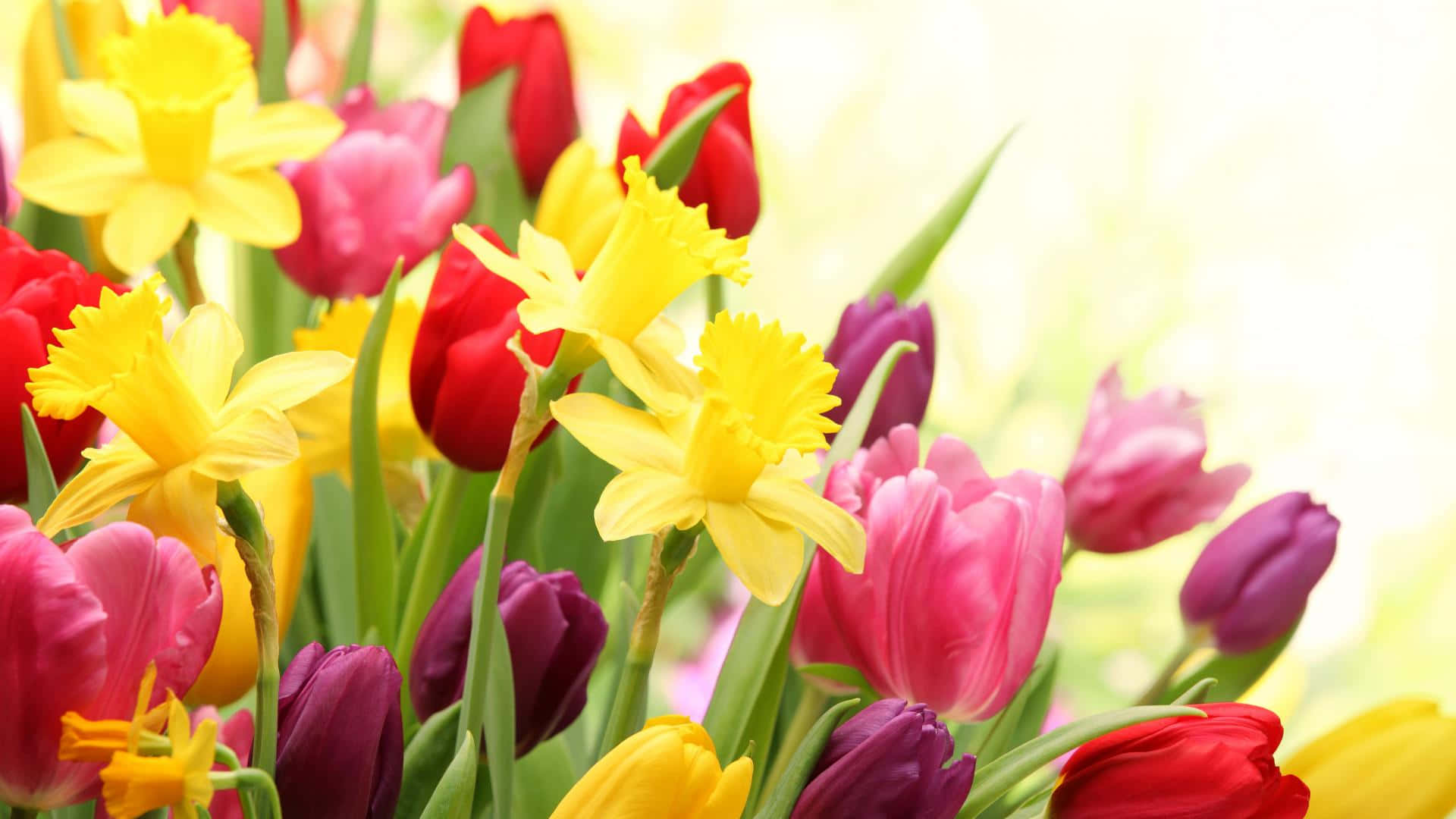 "An array of vibrant spring flowers" Wallpaper