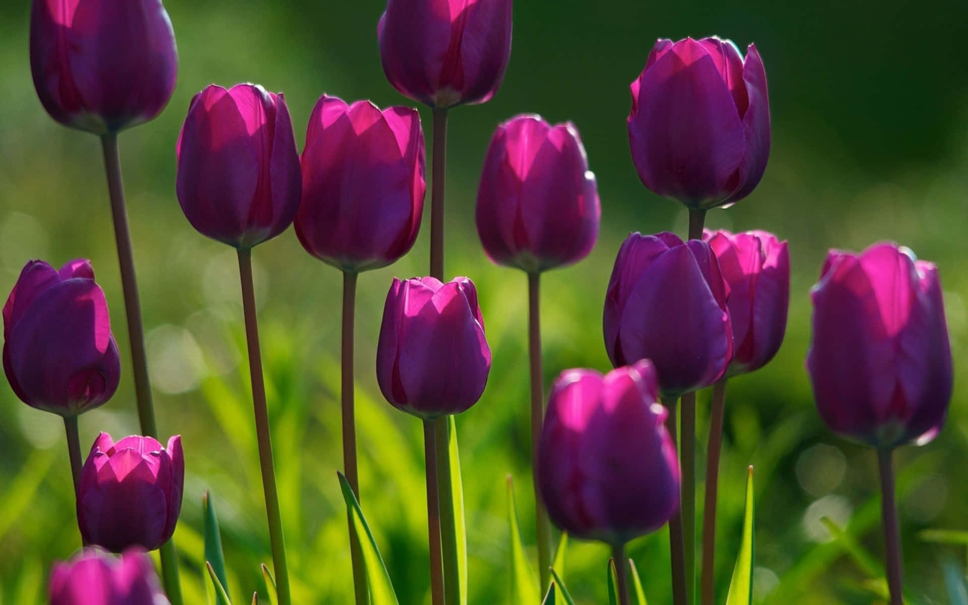 Iluminatu Día Con Impresionantes Flores De Primavera Fondo de pantalla