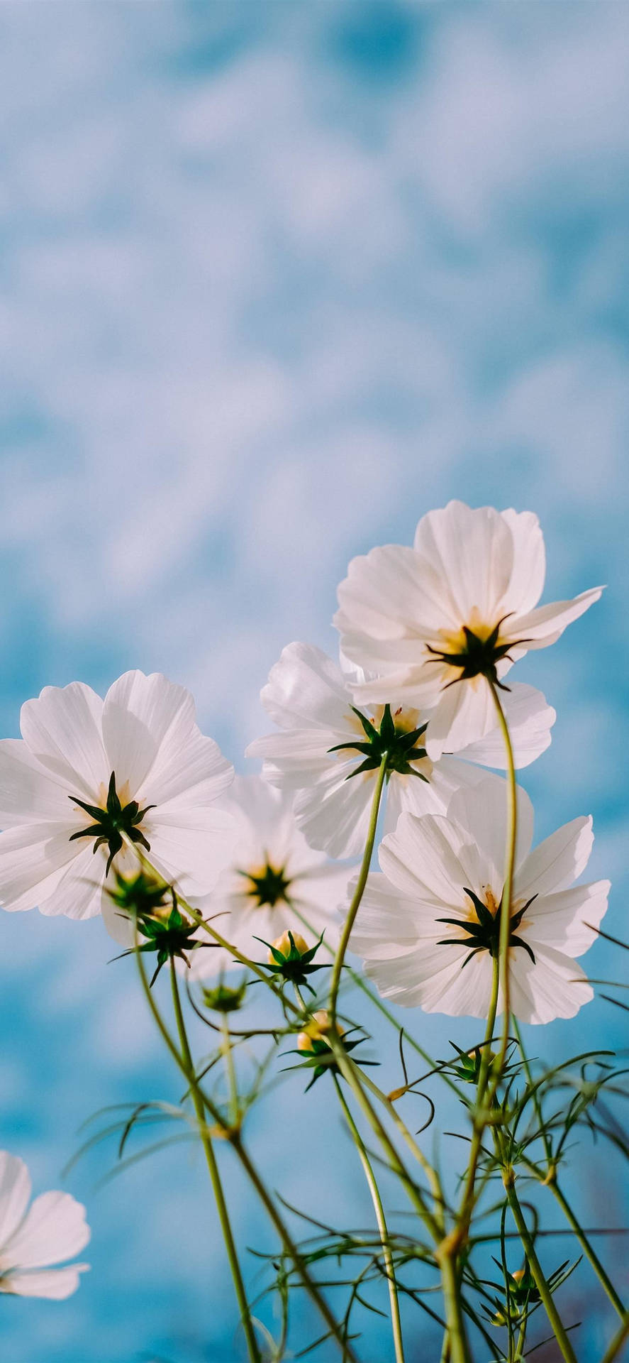 Spring Flowers iPhone 11 Pro Max Wallpaper