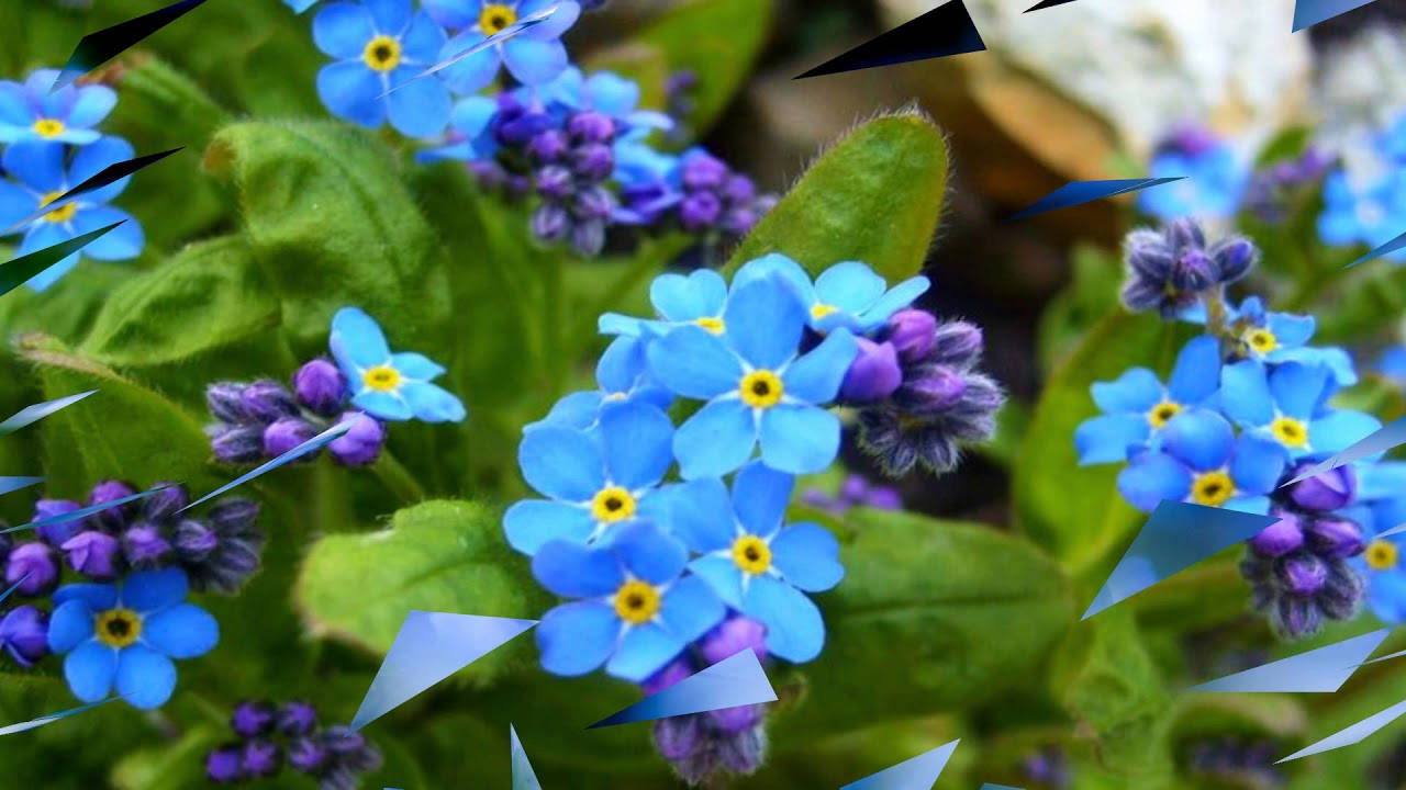 Spring Forget Me Not Flowers Background
