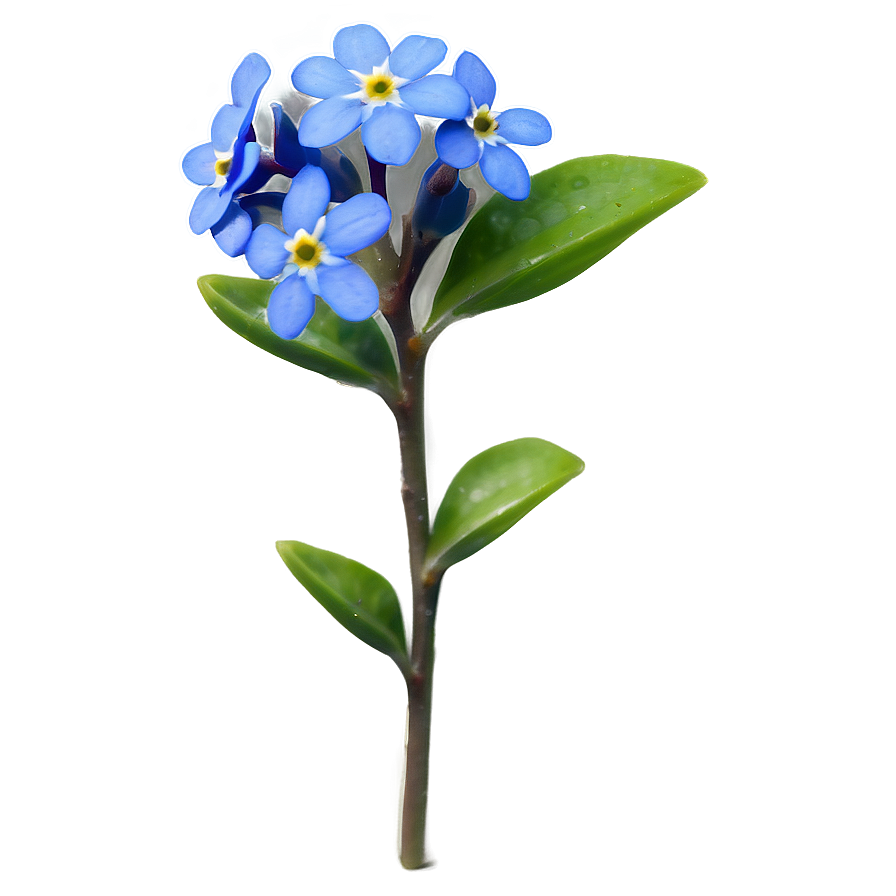 Spring Forget-me-not Png Fkc PNG