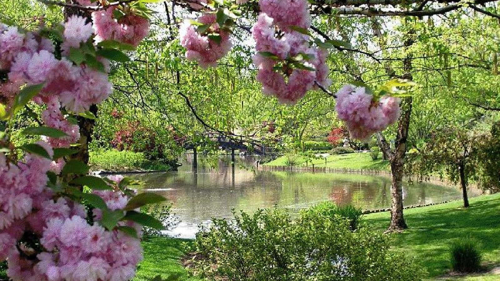 A serene and beautiful spring garden with an abundance of colorful flowers in full bloom Wallpaper