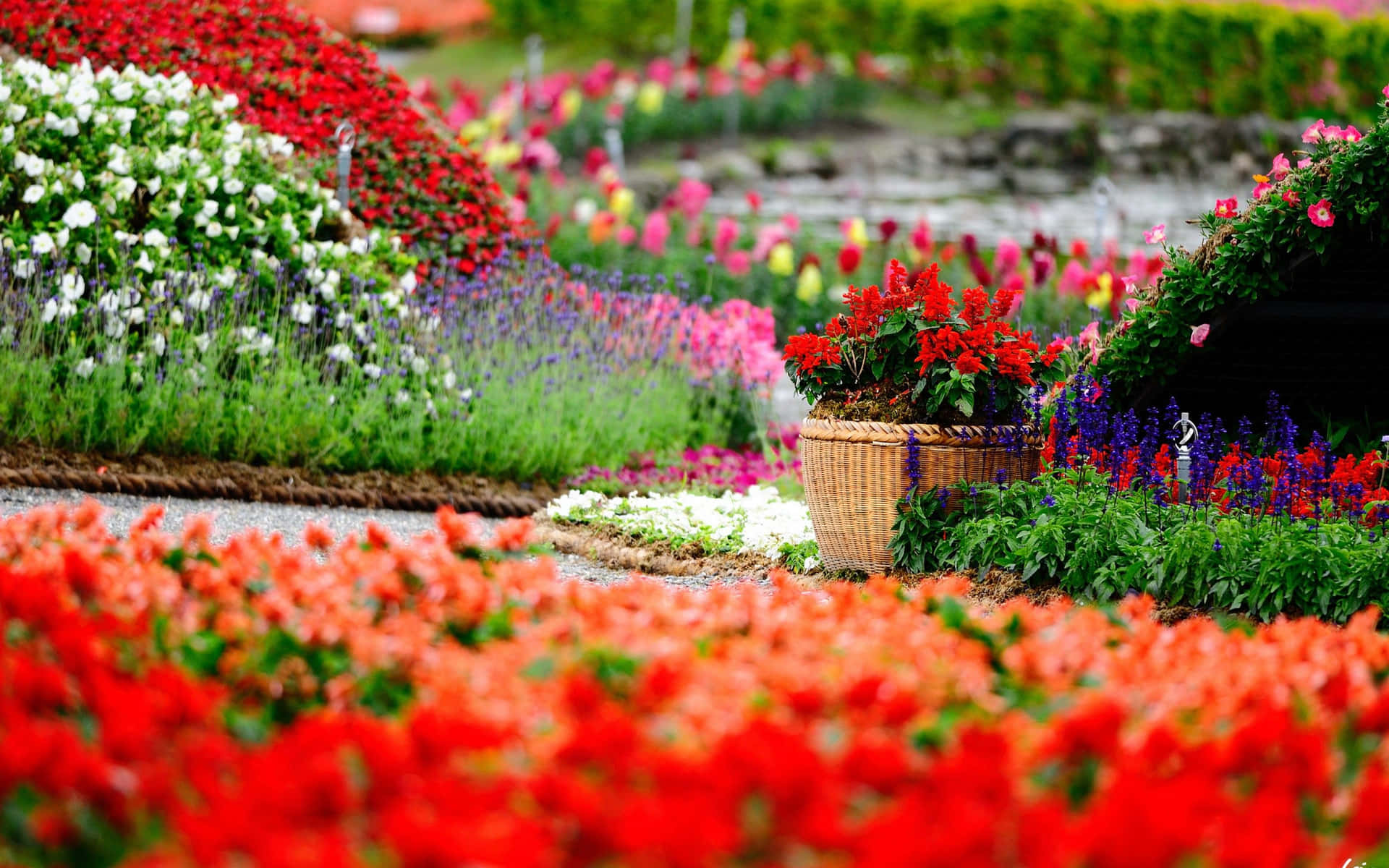 Blooming Spring Garden with Beautiful Flowers and Sunrays Wallpaper