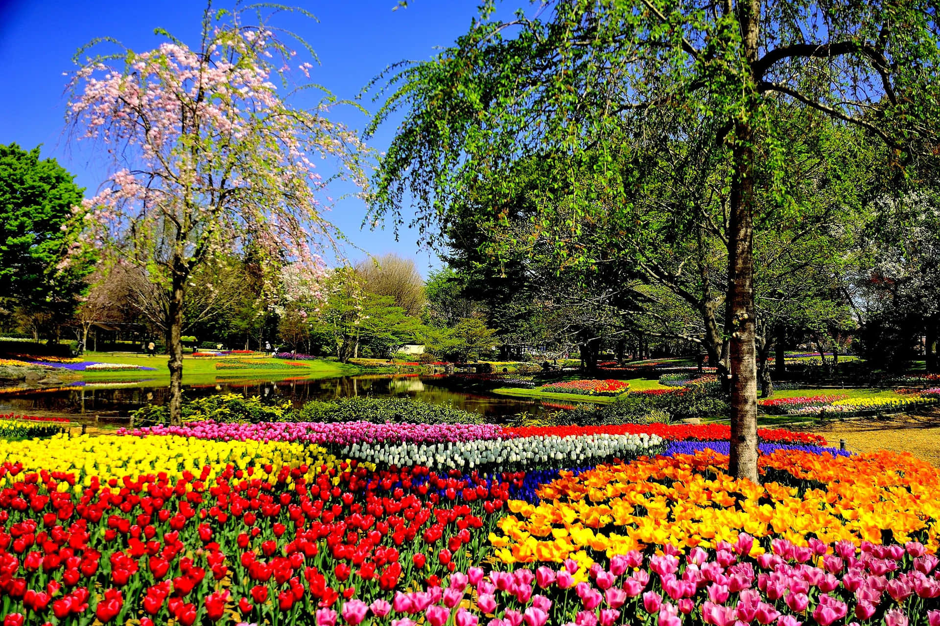 Blooming Spring Garden with Lush Greenery and Colorful Flowers Wallpaper