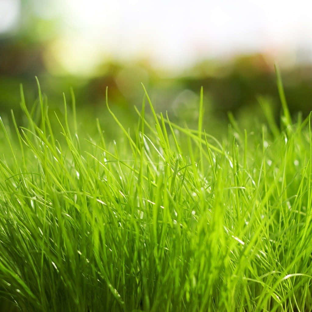 Lush Spring Grass Wallpaper Wallpaper