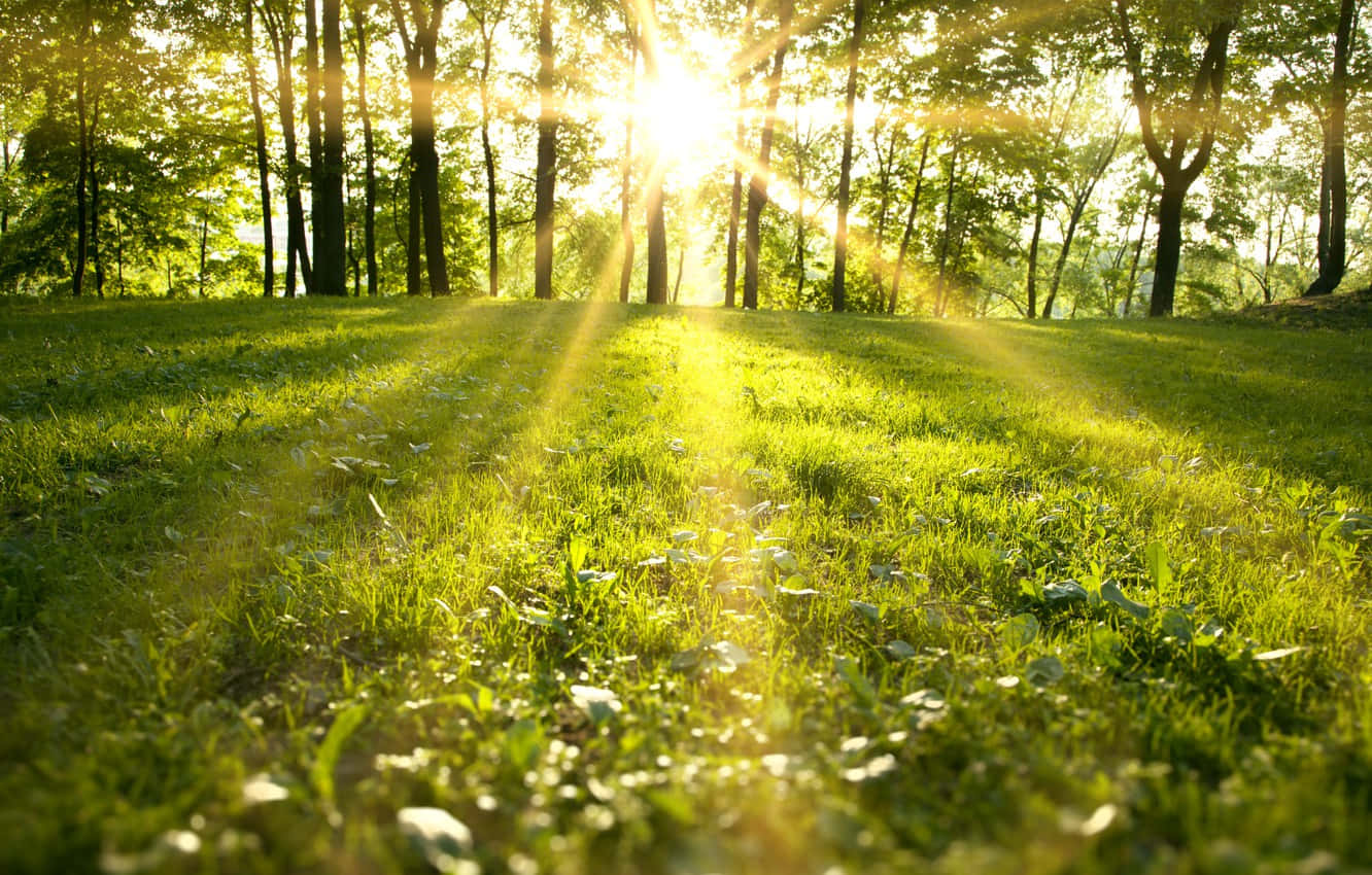 Vibrant Spring Grass Landscape Wallpaper