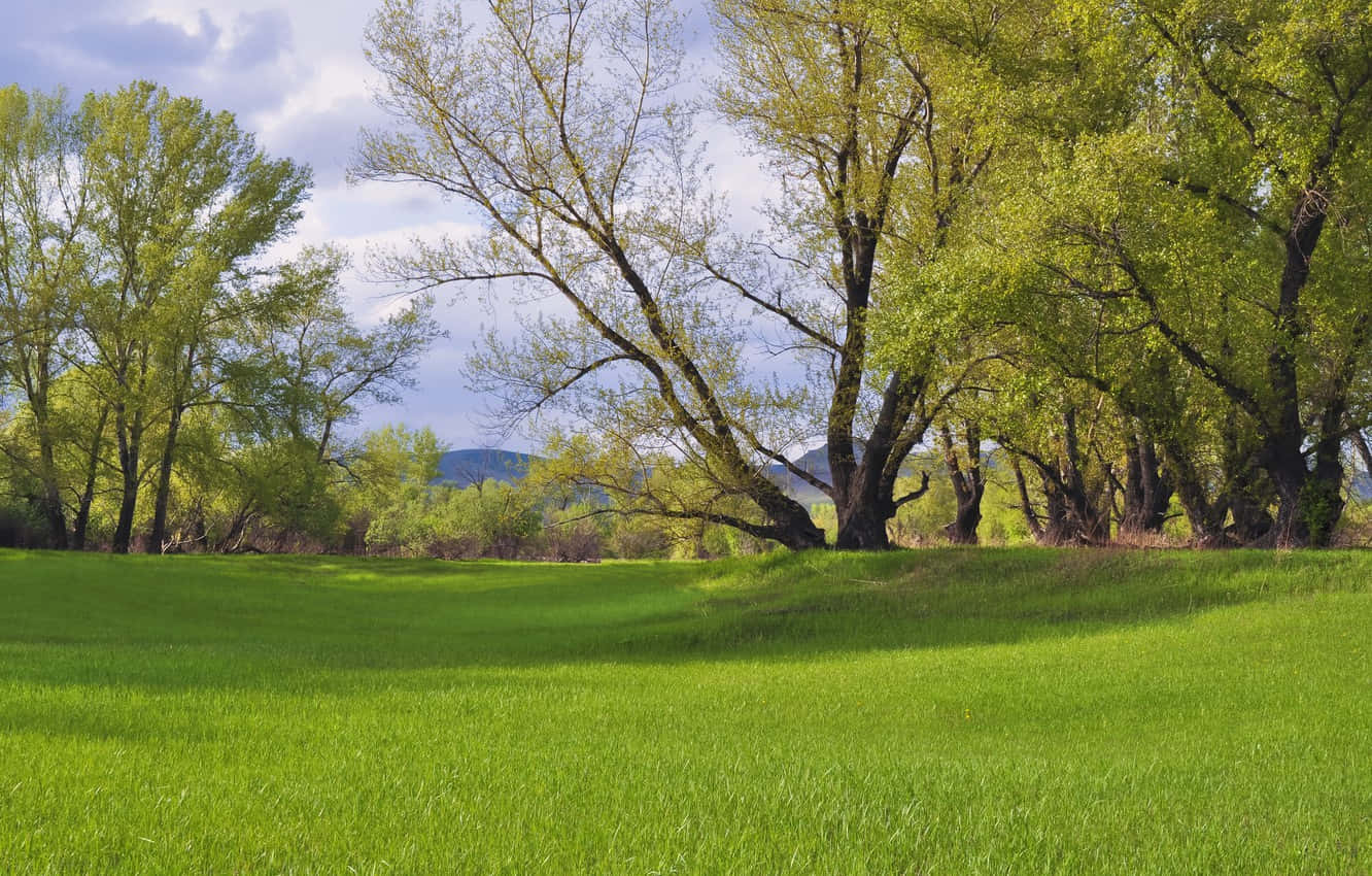 Lush Spring Grass Meadow Wallpaper