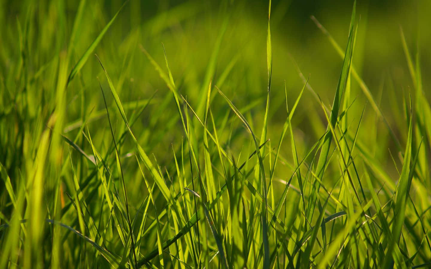 Lush Spring Grass in Sunlight Wallpaper