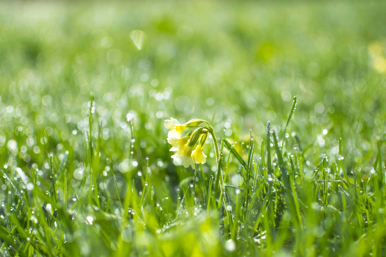 Lush Spring Grass Vibrantly Covers a Field Wallpaper