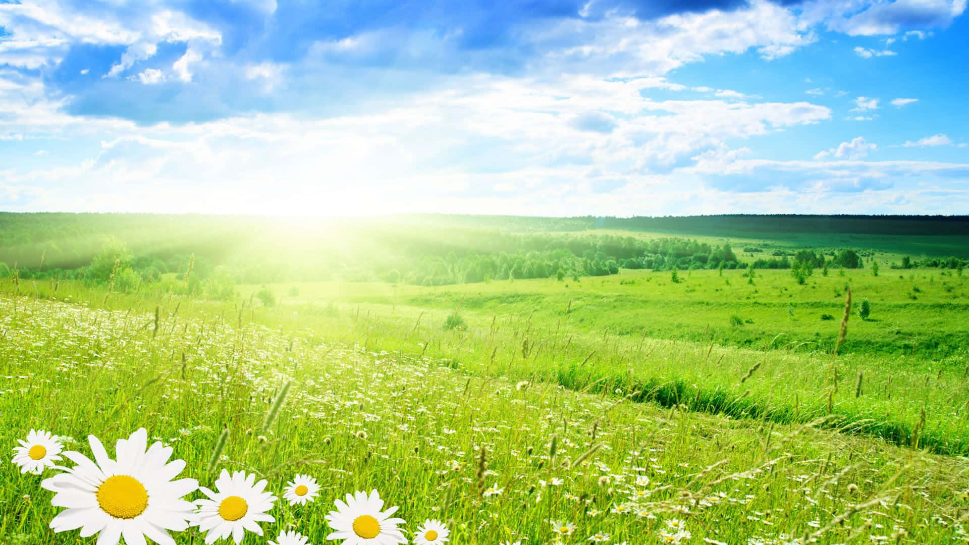 Lush Spring Grass and Blue Sky Wallpaper