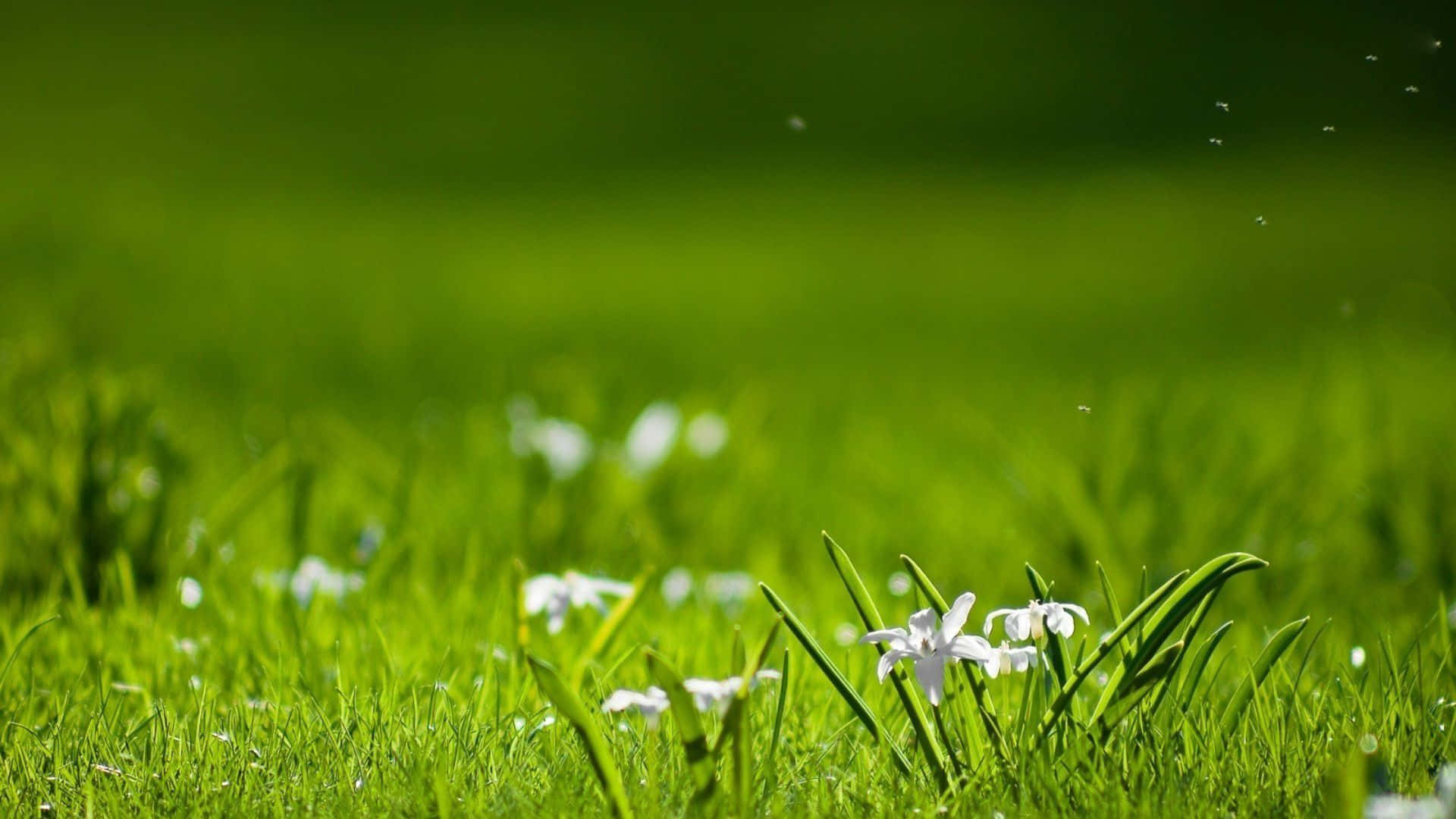 Lush Spring Grass on a Sunny Day Wallpaper