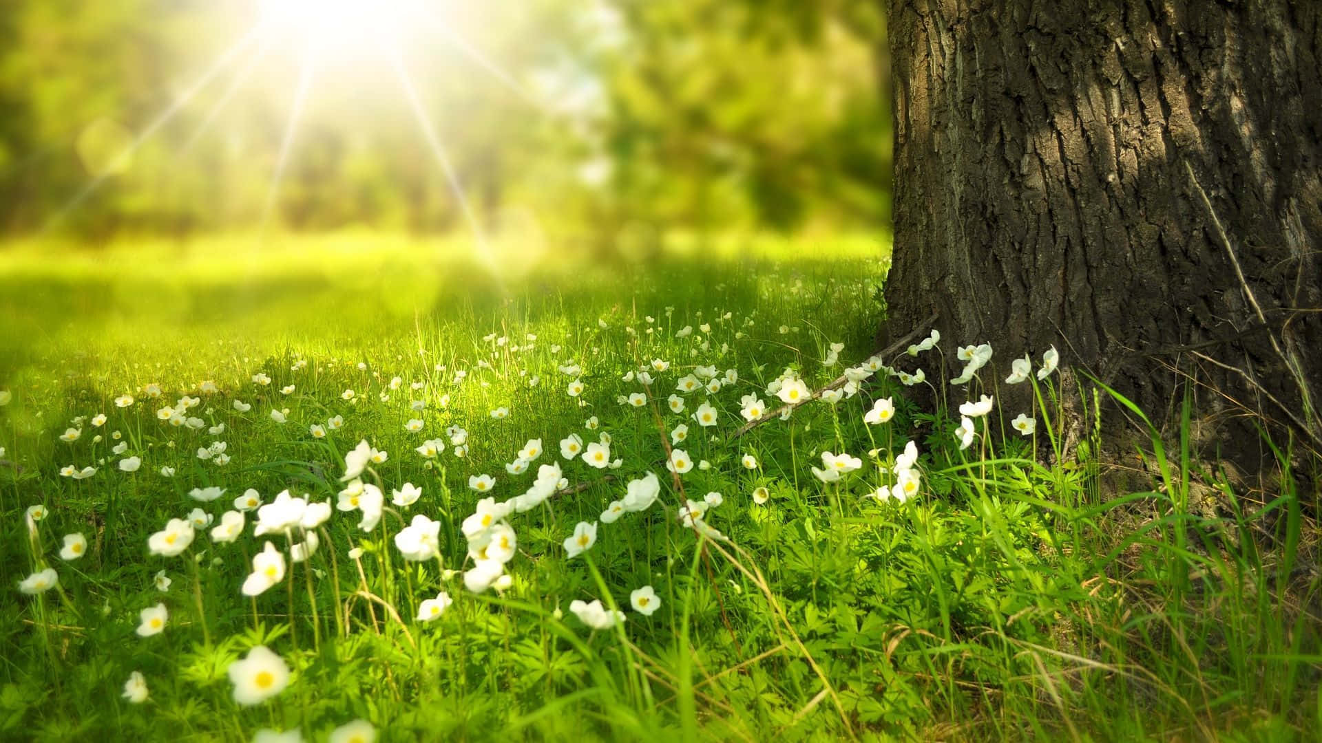 A Refreshingly Lush Spring Grass Field Wallpaper