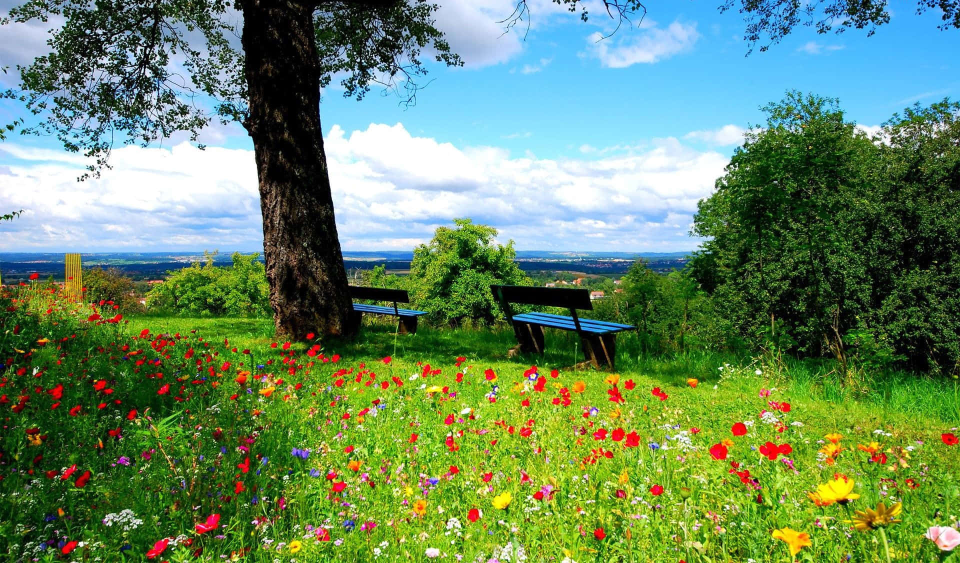 Lush Spring Grass Field Wallpaper