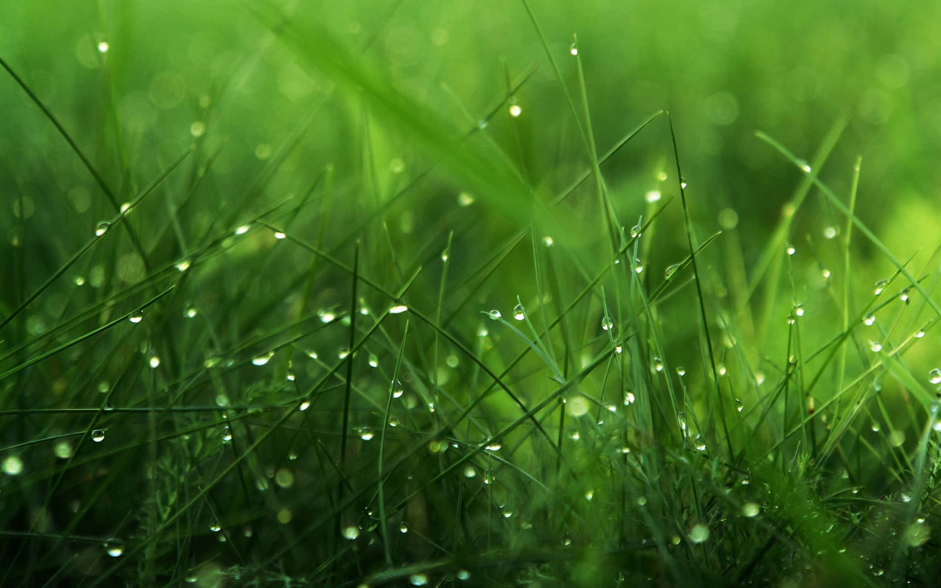 Hierbaexuberante De Primavera En Un Día Soleado Fondo de pantalla