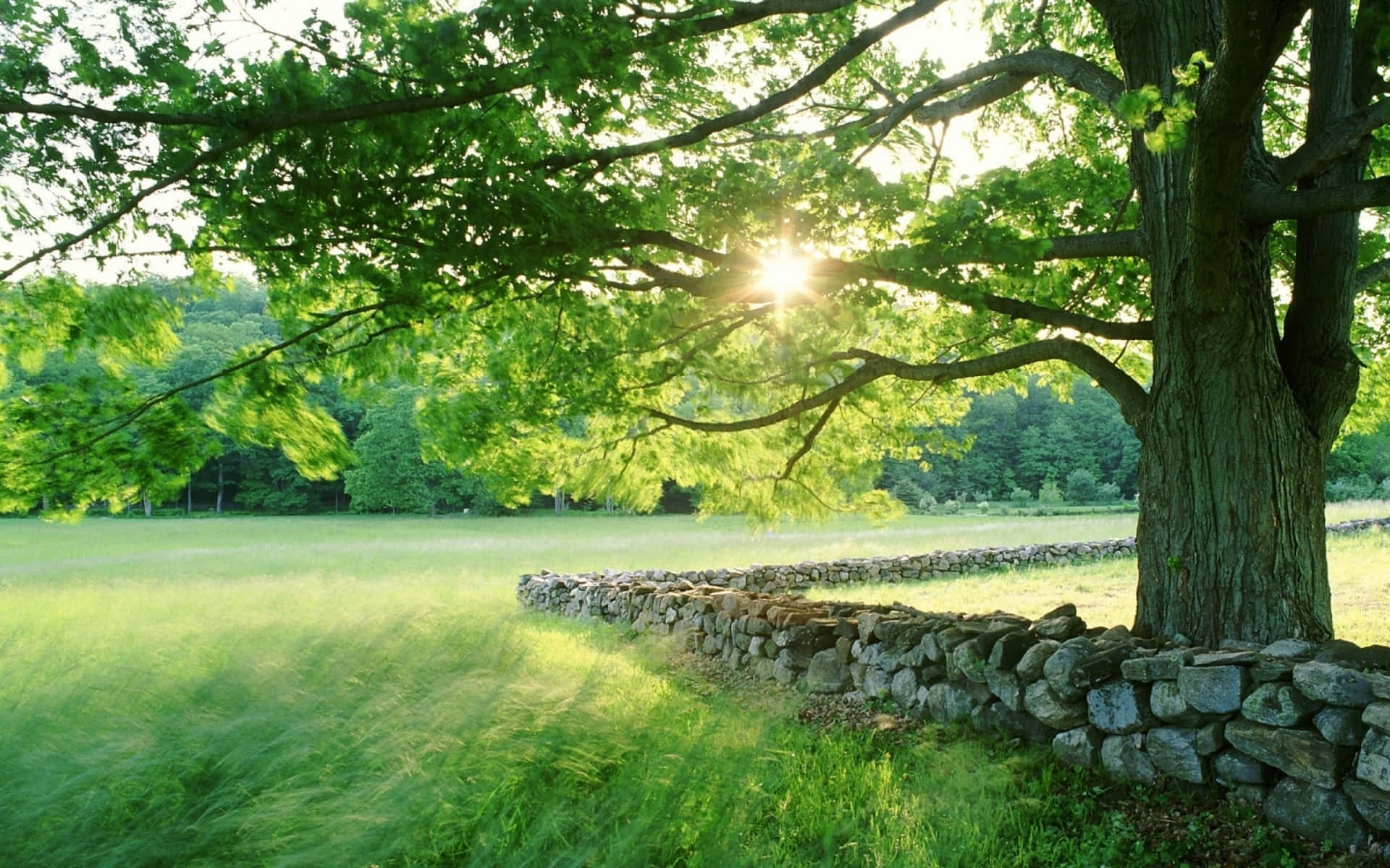 Lush Spring Grass on a Sunny Day Wallpaper