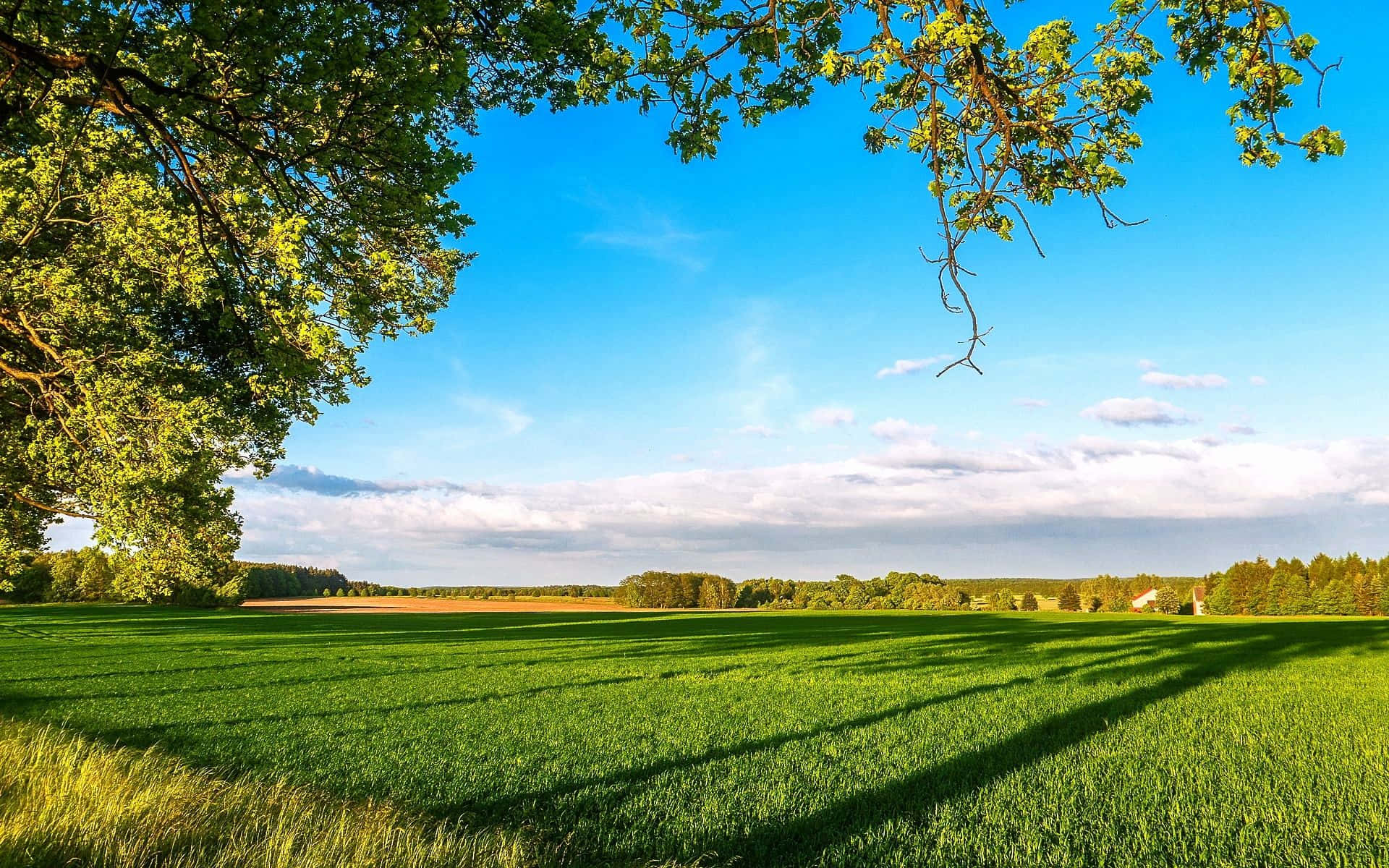 Lush Spring Grass in Sunlight Wallpaper