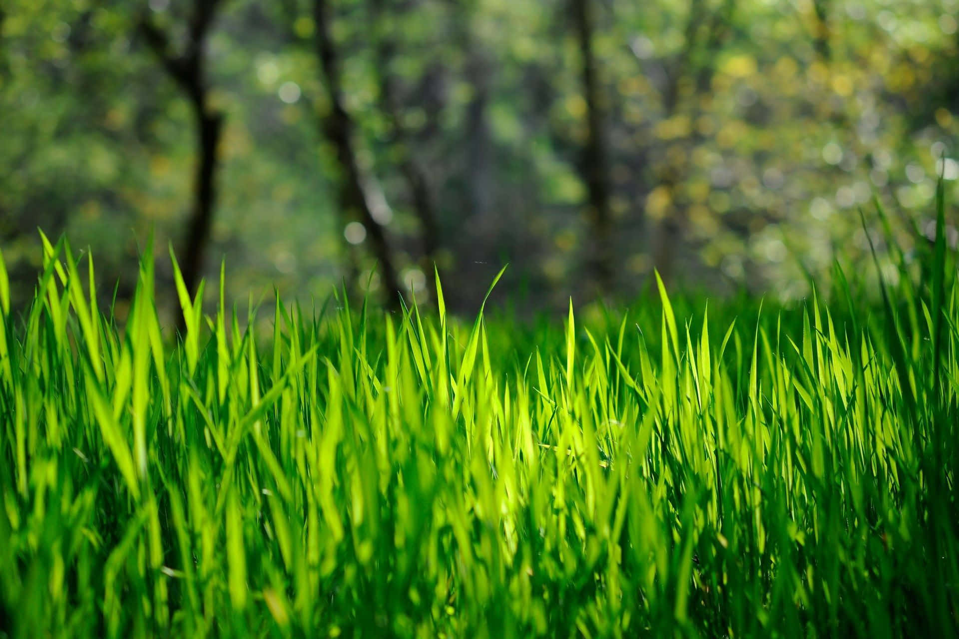 Beautiful Sprouting Spring Grass Wallpaper