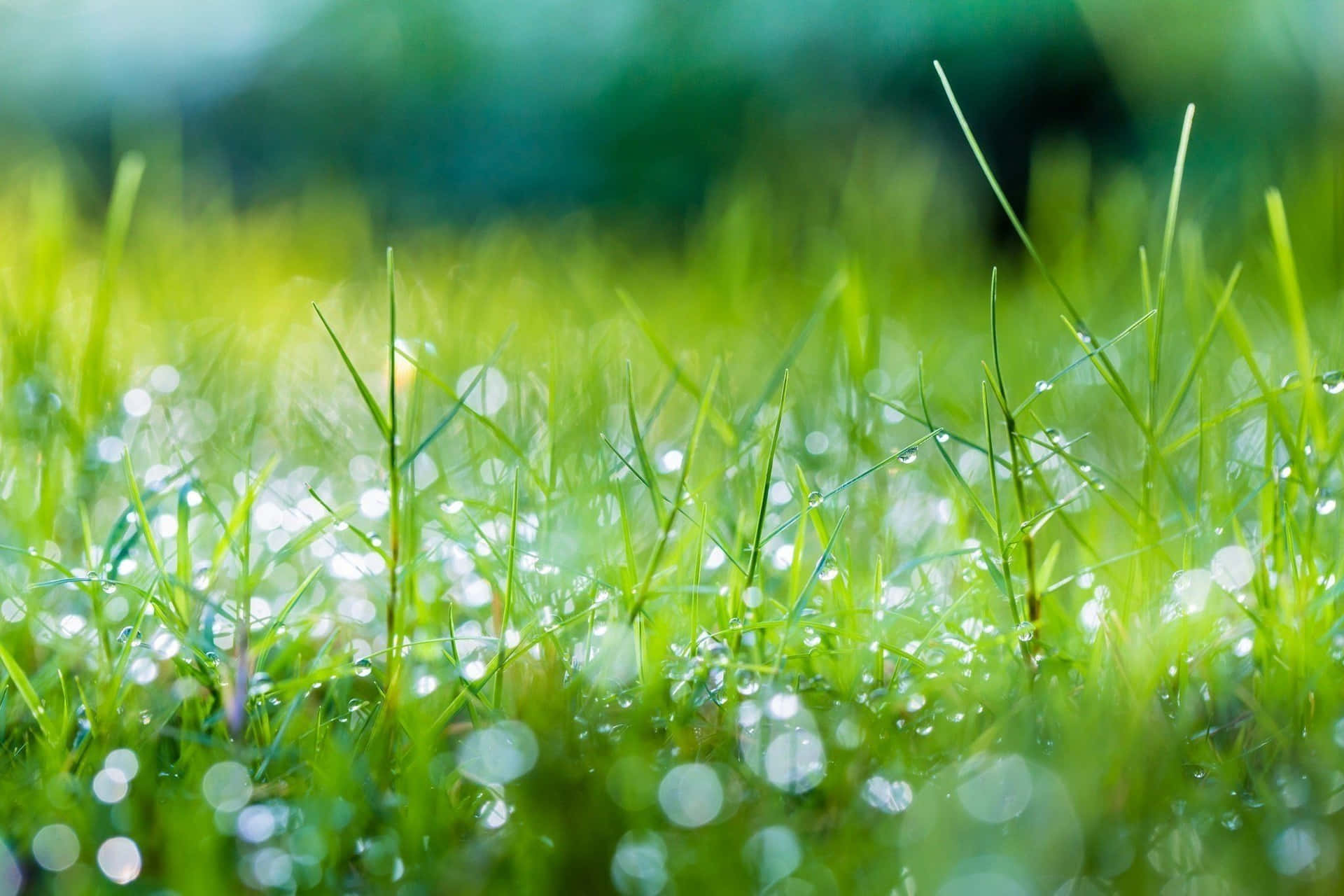 Lush Spring Grass on a Sunny Day Wallpaper