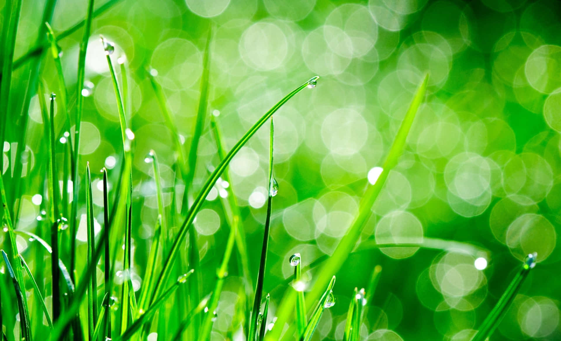 Lush Green Spring Grass Wallpaper